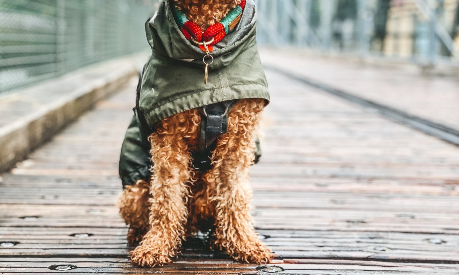 Regenmantel für kleine Hunde wie Pudel oder Mini Doodles