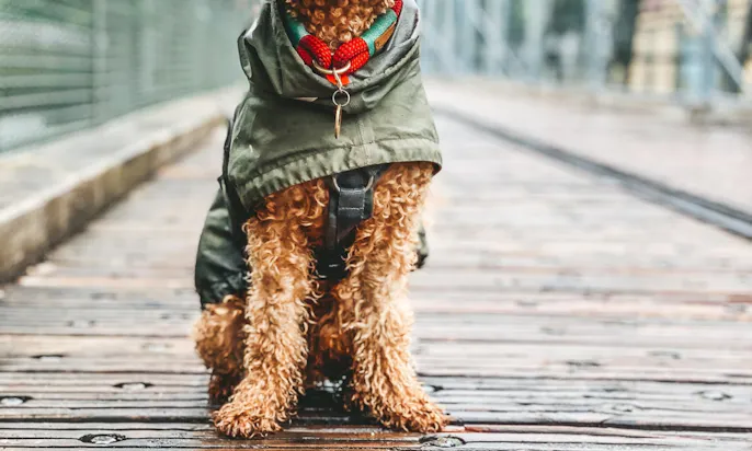 Regenmantel für kleine Hunde wie Pudel oder Mini Doodles