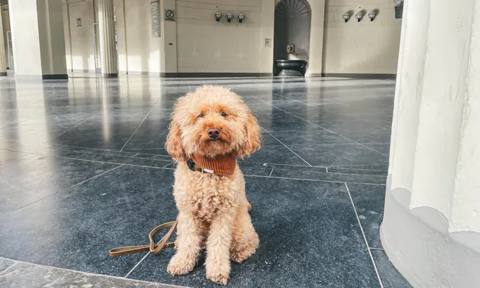 kurze Fettlederleinen für Hunde