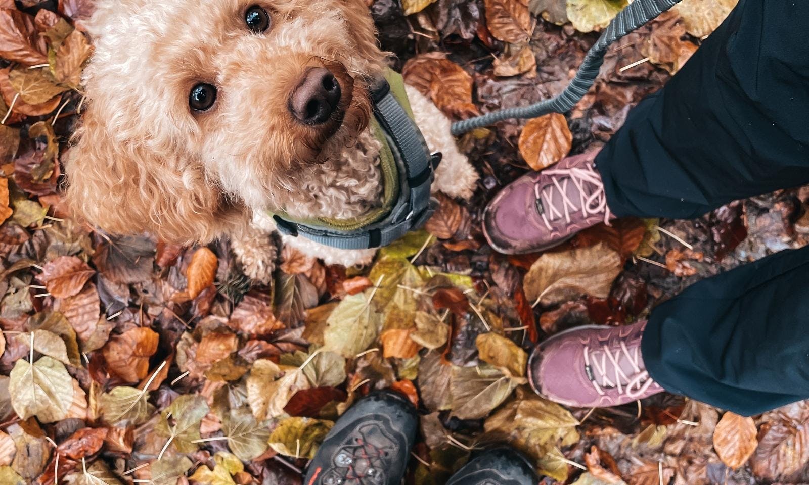 Pudel im Winter beim Wandern in der Mosel