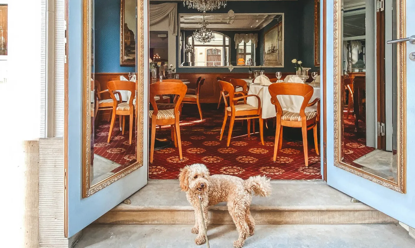 Goldendoodle vor dem CoselPalais in Dresden