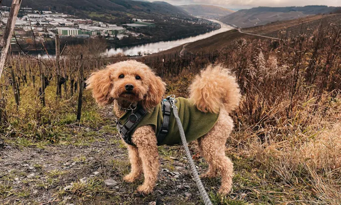 Anny-X Hundegeschirr für kleine Pudel zum Wandern