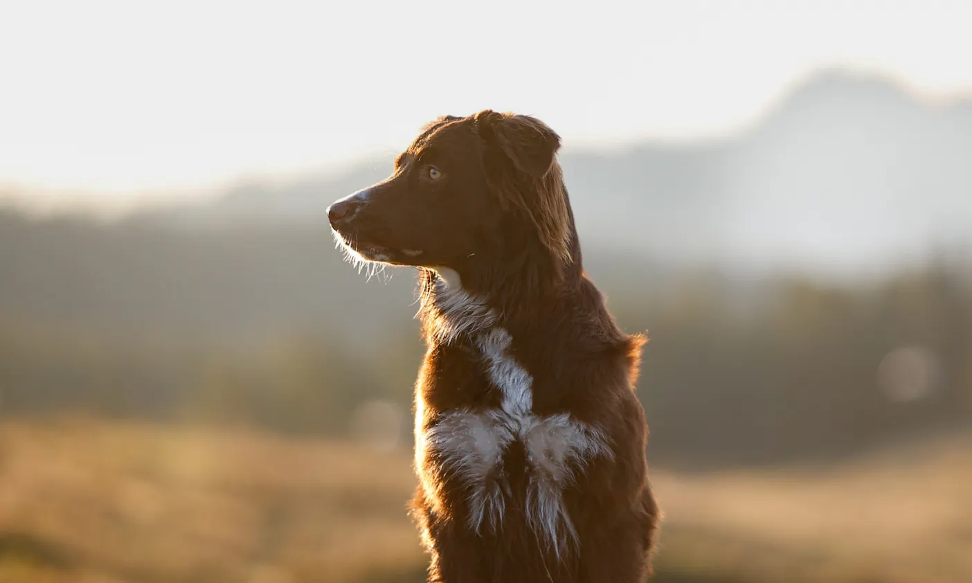 Aussicht Tauplitzalm, Hund Meara an der Tauplitzalm