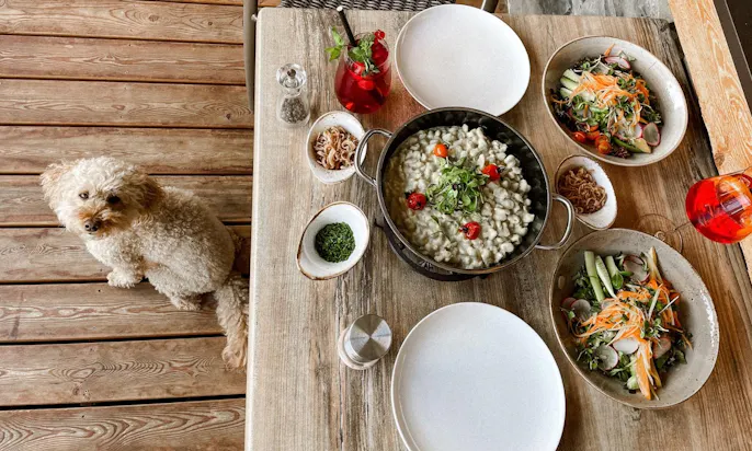 Hundefreundliches Hotel in Tirol