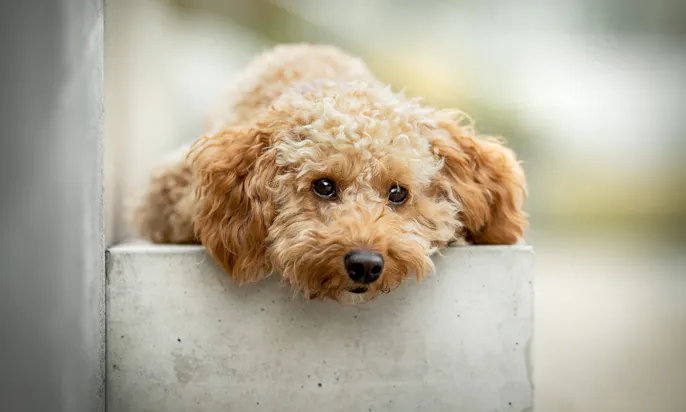 Goldendoodle Java macht das Basiskommando Platz und legt dabei den Kopf ab