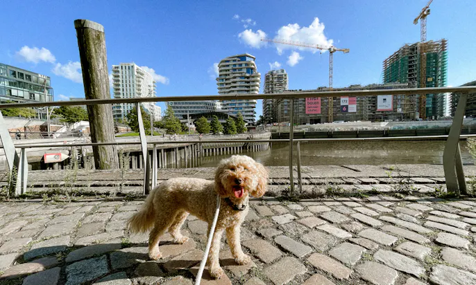 HafenCity mit Hund