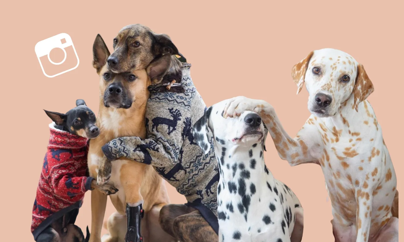 Die erfolgreichsten Hundeaccounts