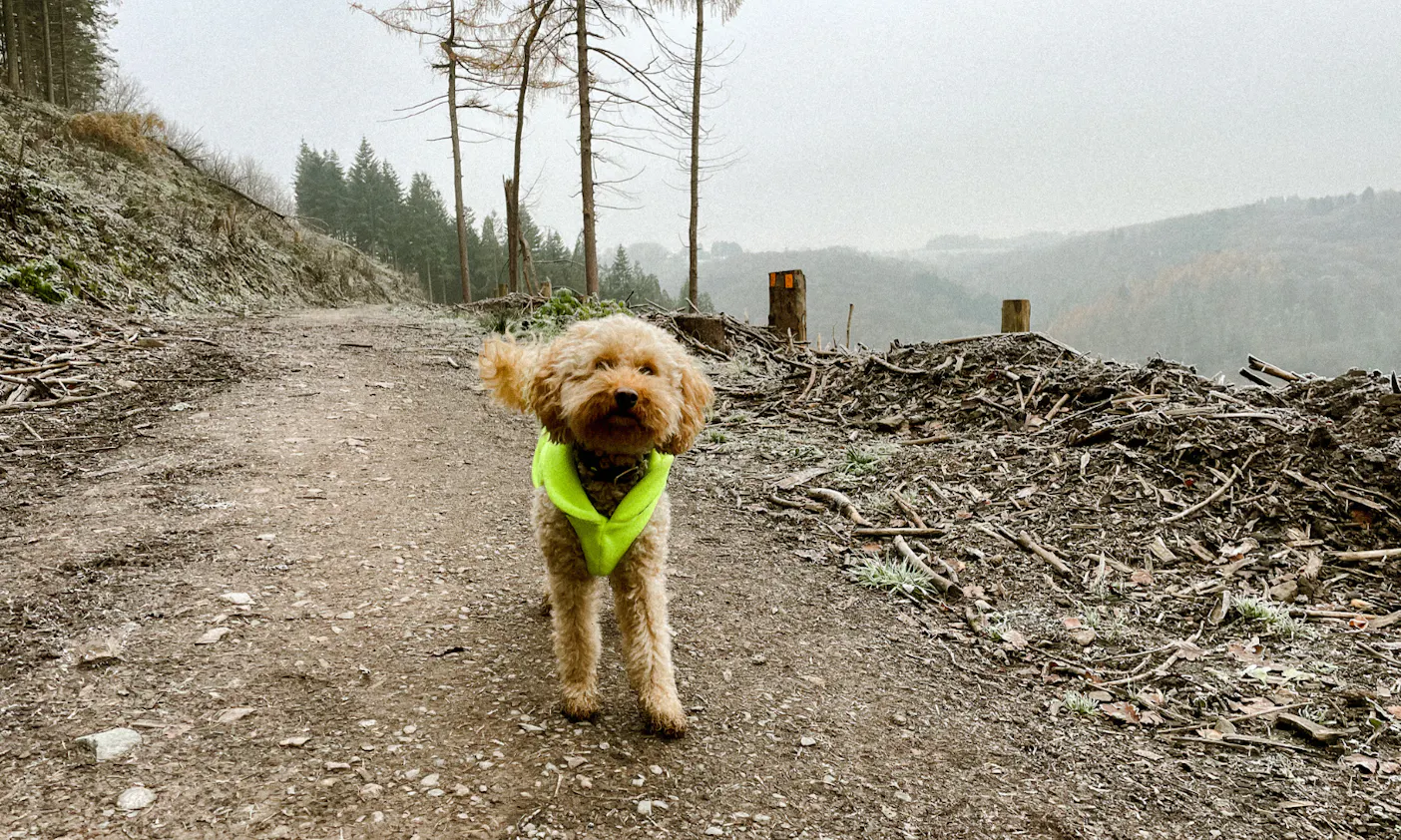 Pudel mit Fleecemantel im Winter