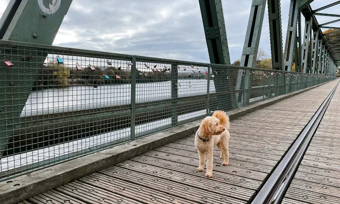 Goldendoodle-Hündin Java auf der Bücke am Hengsteysee in Herdecke