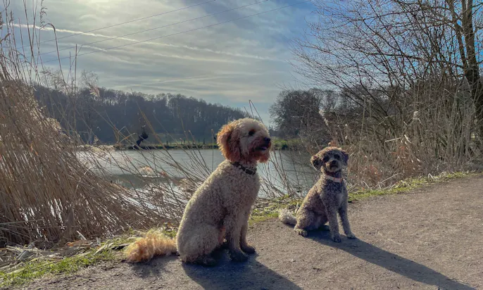 Wandern in Düsseldorf mit Hund