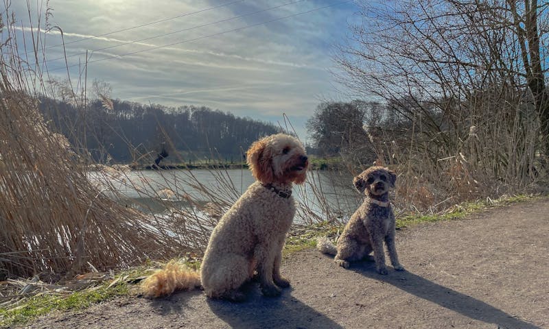 Wandern in Düsseldorf mit Hund