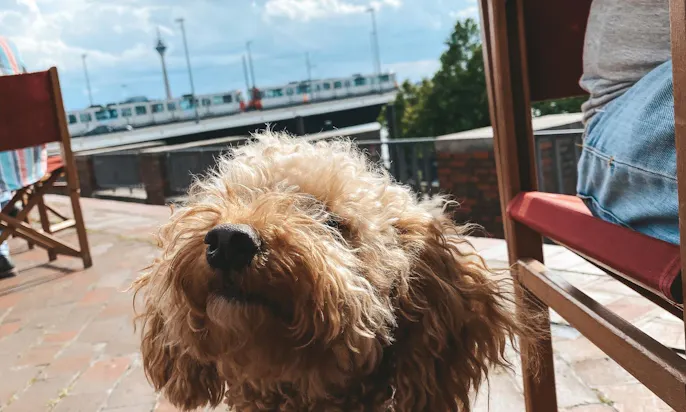 Hundefreundliches Cafés: Tonhallen-Terrasse