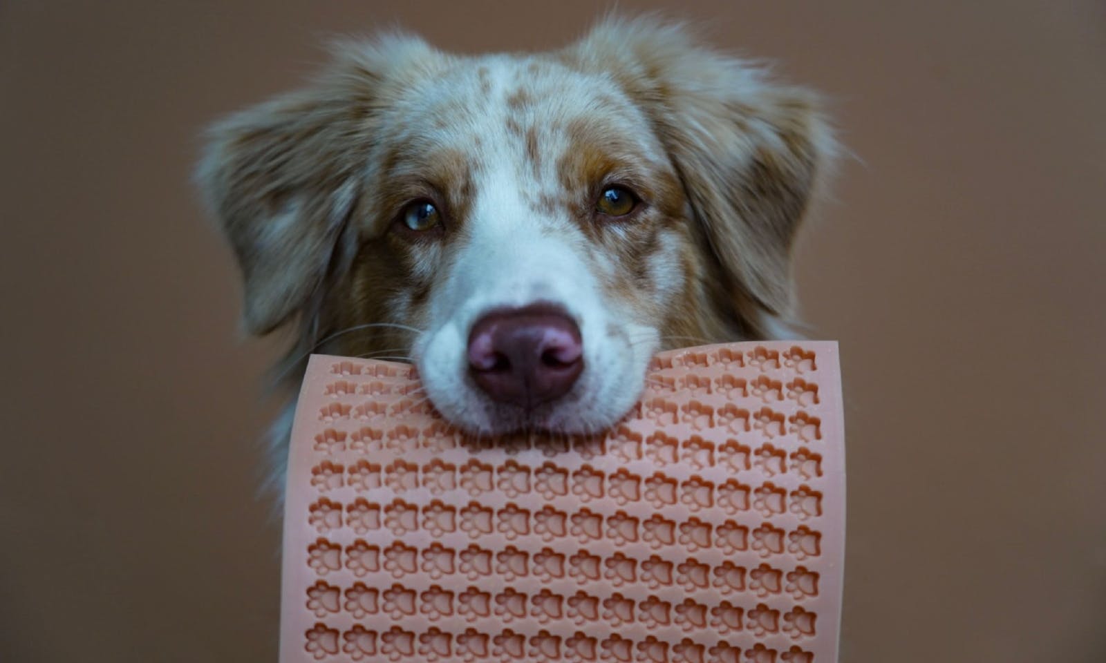 Hundebackmatten aus Deutschland von Goodleen