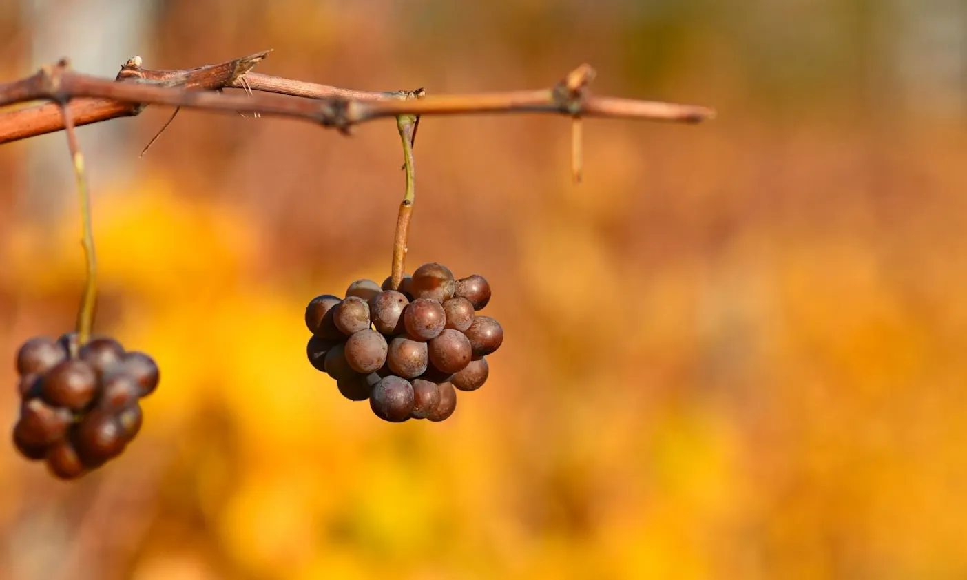 Eiswein Mosel
