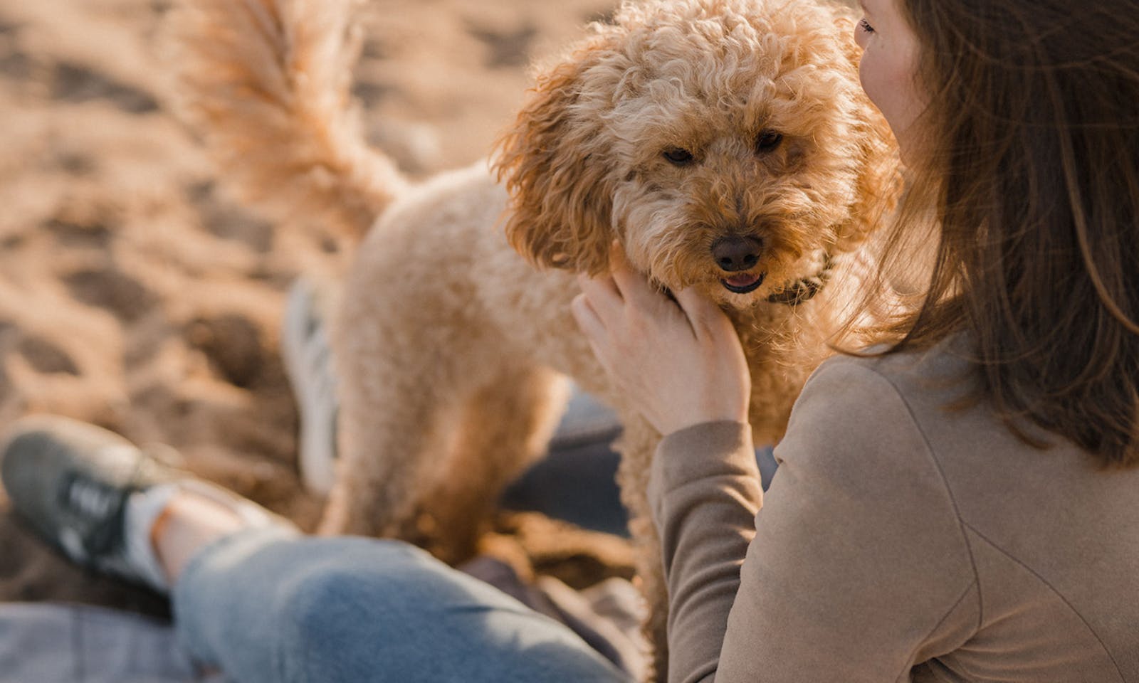 Pudelmischlinge sind Familienhunde