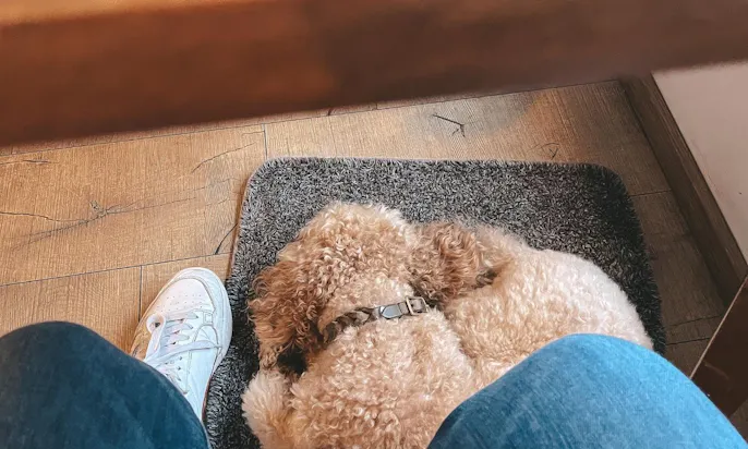 Hund auf mooizo Hundedecke im Café