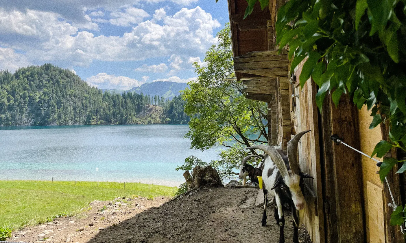 Tauernscheckenziegen am Hintersteiner See