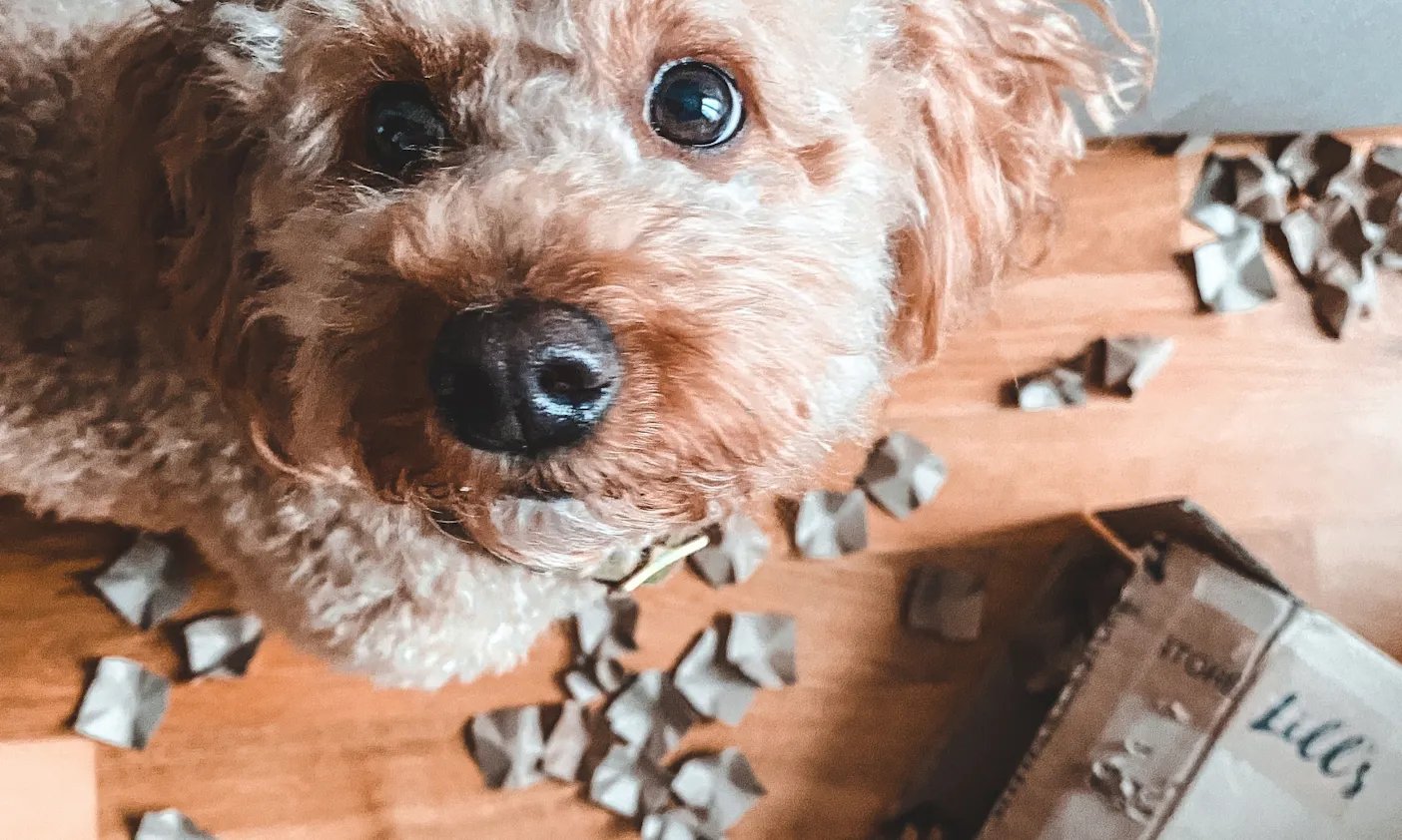 Hundebeschäftigung mit einem Alt-Karton
