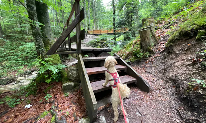 Wandern mit Hund am Wilden Kaiser: Wandern am Rehbachklamm