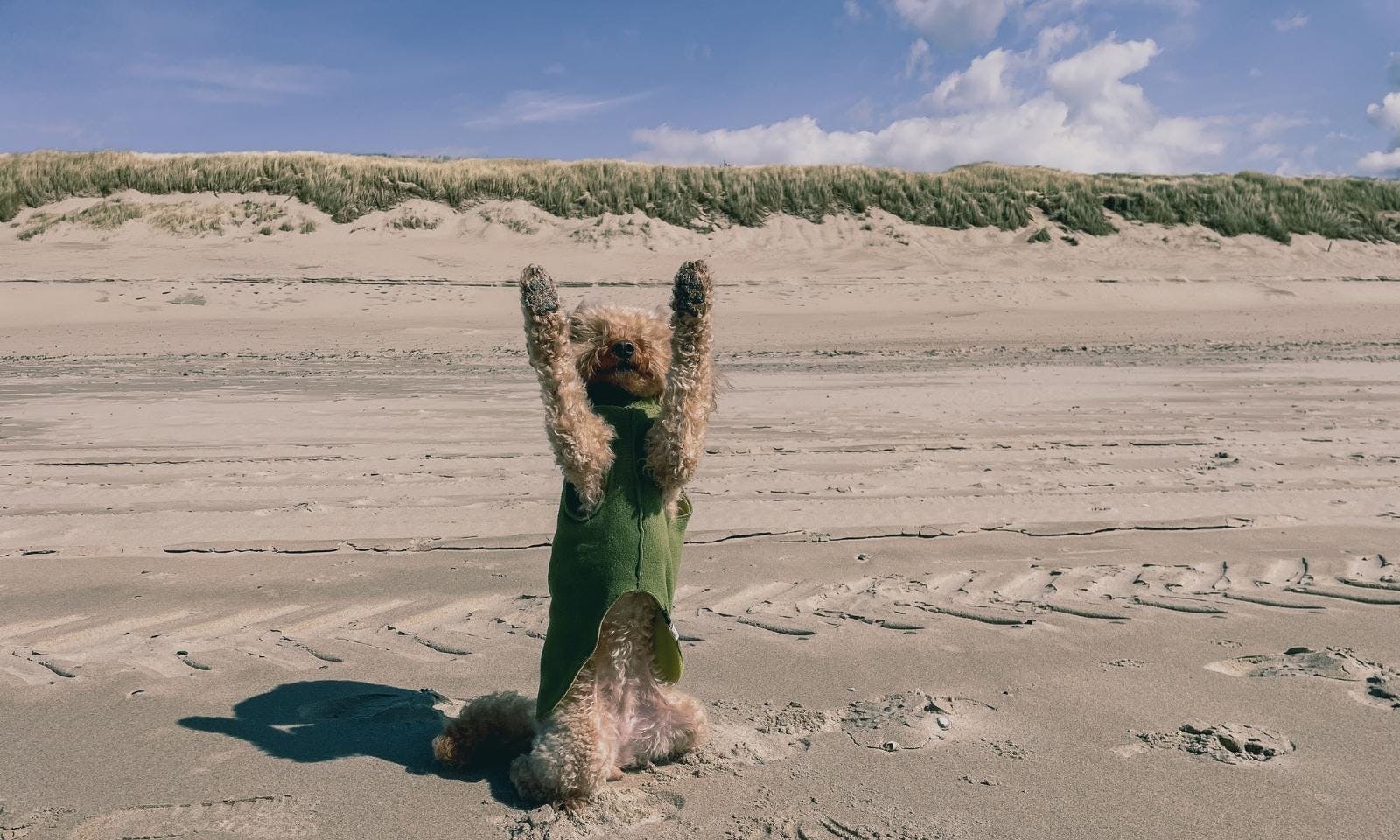 Do's in Zeeland mit Hund: Strandspaziergang