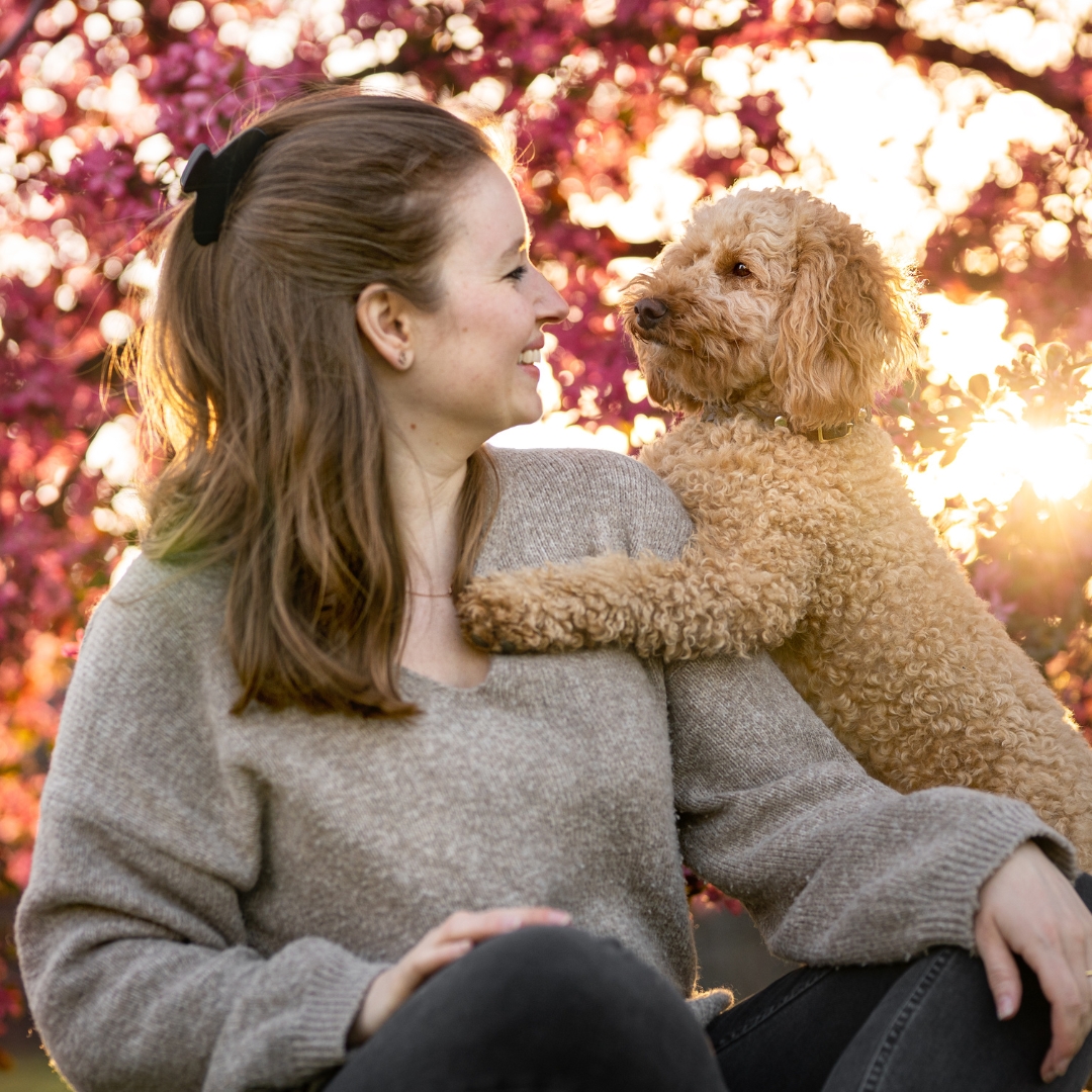 Frau mit Mini Goldendoodle Java, die sich gegenseitig angucken
