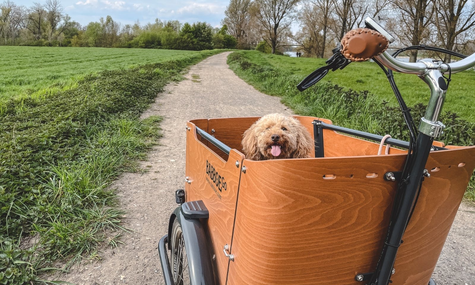 Lastenrad Babboe E-Go für kleine Hunde