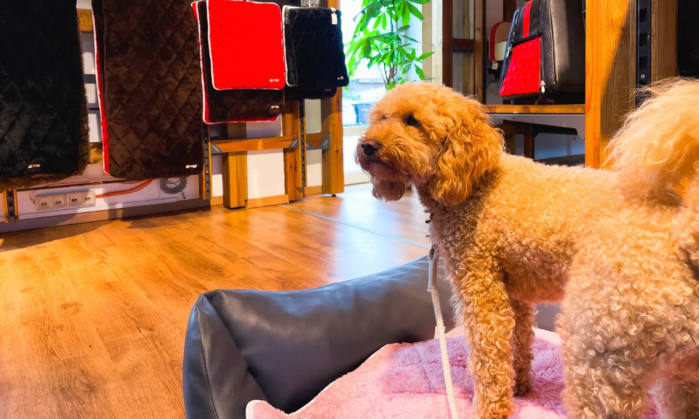 Körbchen von Dogstyler für Goldendoodles