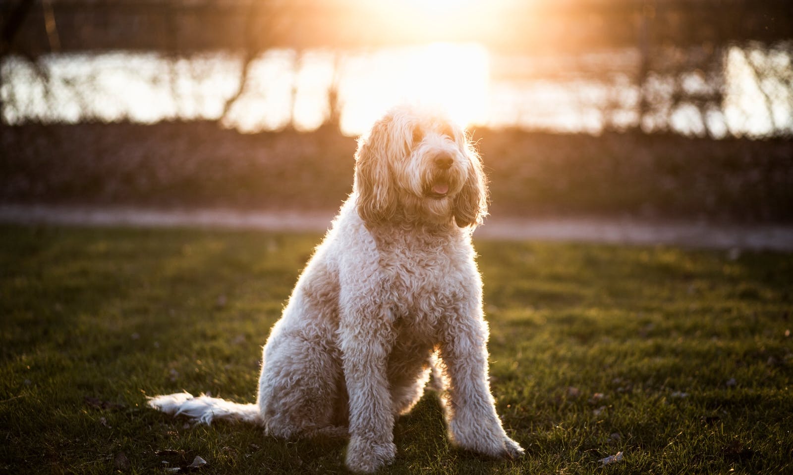 weißer Goldendoodle