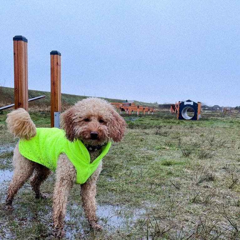 Agility-Platz für Hunde im Hvidbjerg Strand Feriepark