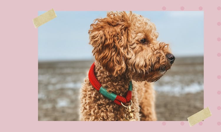Der Hundeblog über Hundezubehör und Lifestyle-Produkte