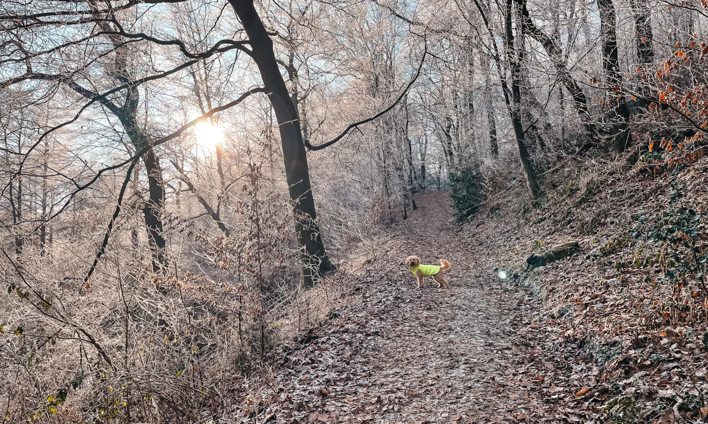 Etappe 5 bergischer Weg von Cronenburg bis nach Solingen