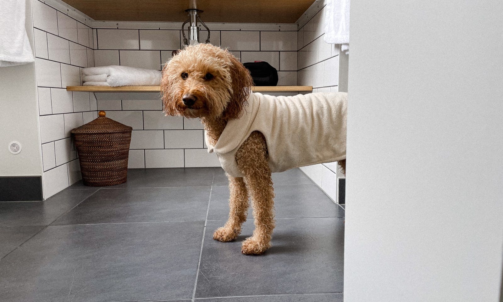 Hundebademantel CosyShirt für Mini Goldendoodle