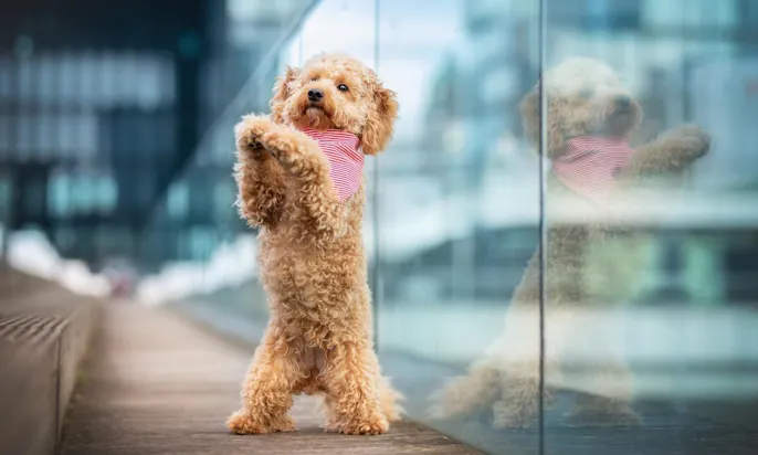 woelkchenfotografie Goldendoodle in Düsseldorf im Medienhafen