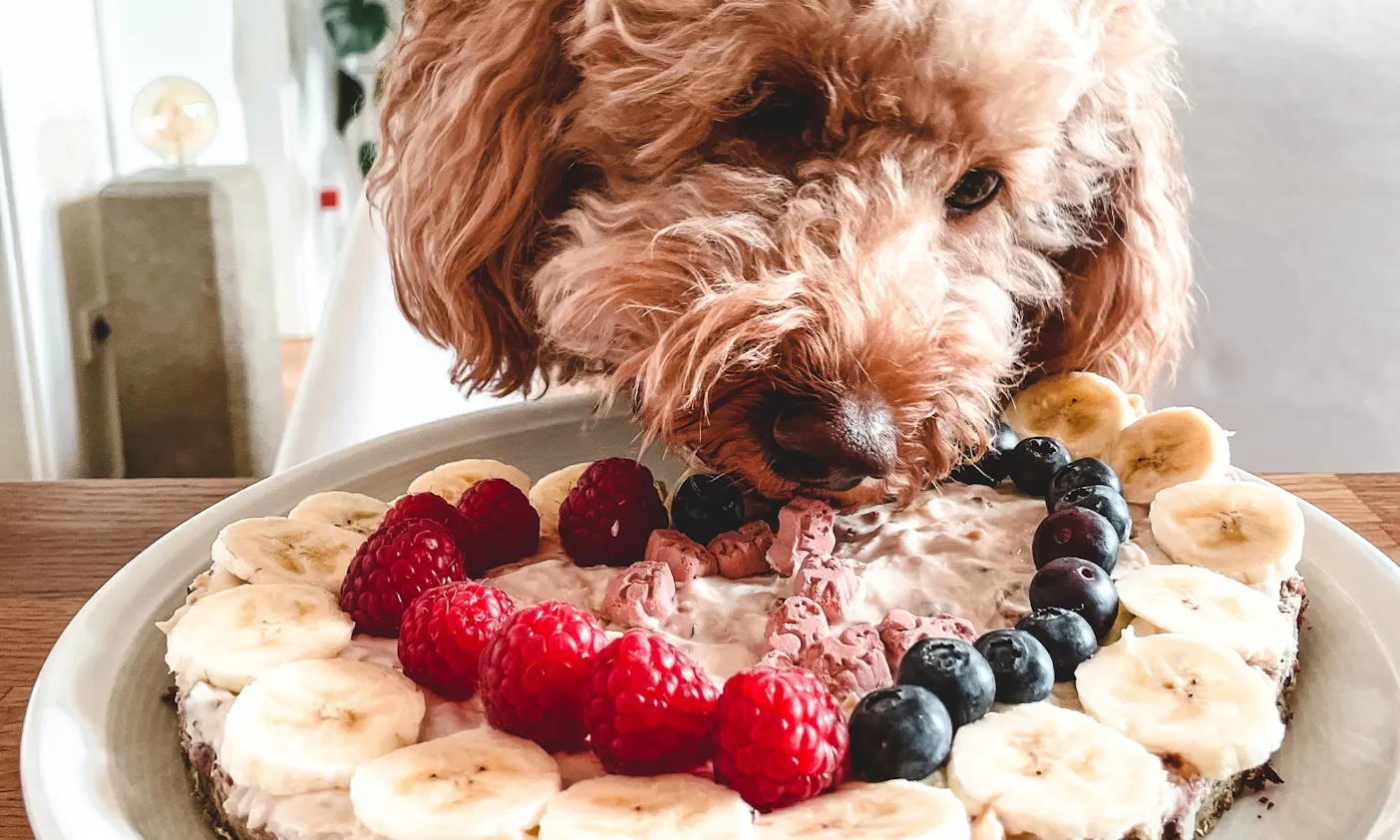 Hund isst Hundetorte am Geburtstag