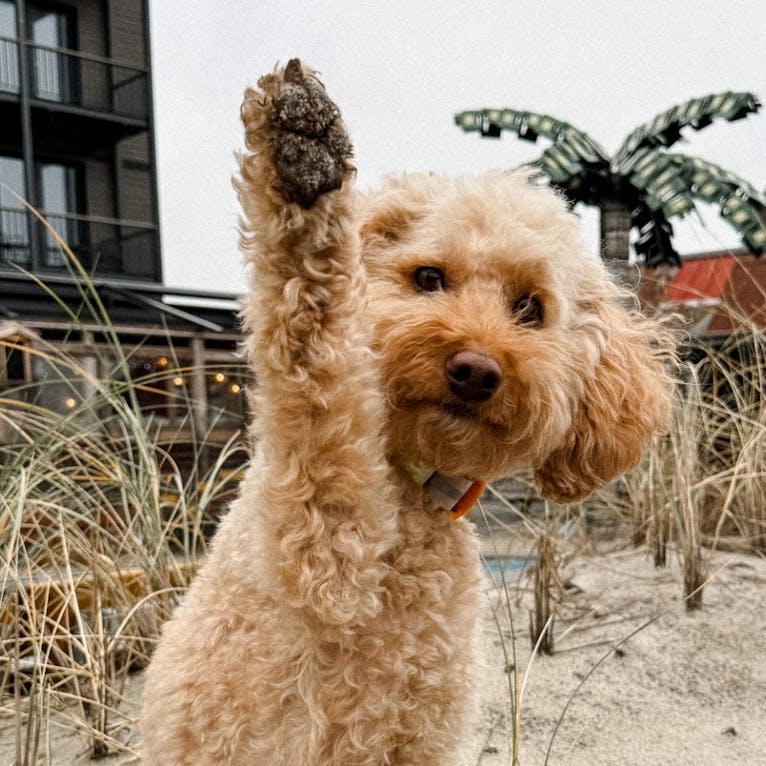 Bretterbude mit Hund in Büsum