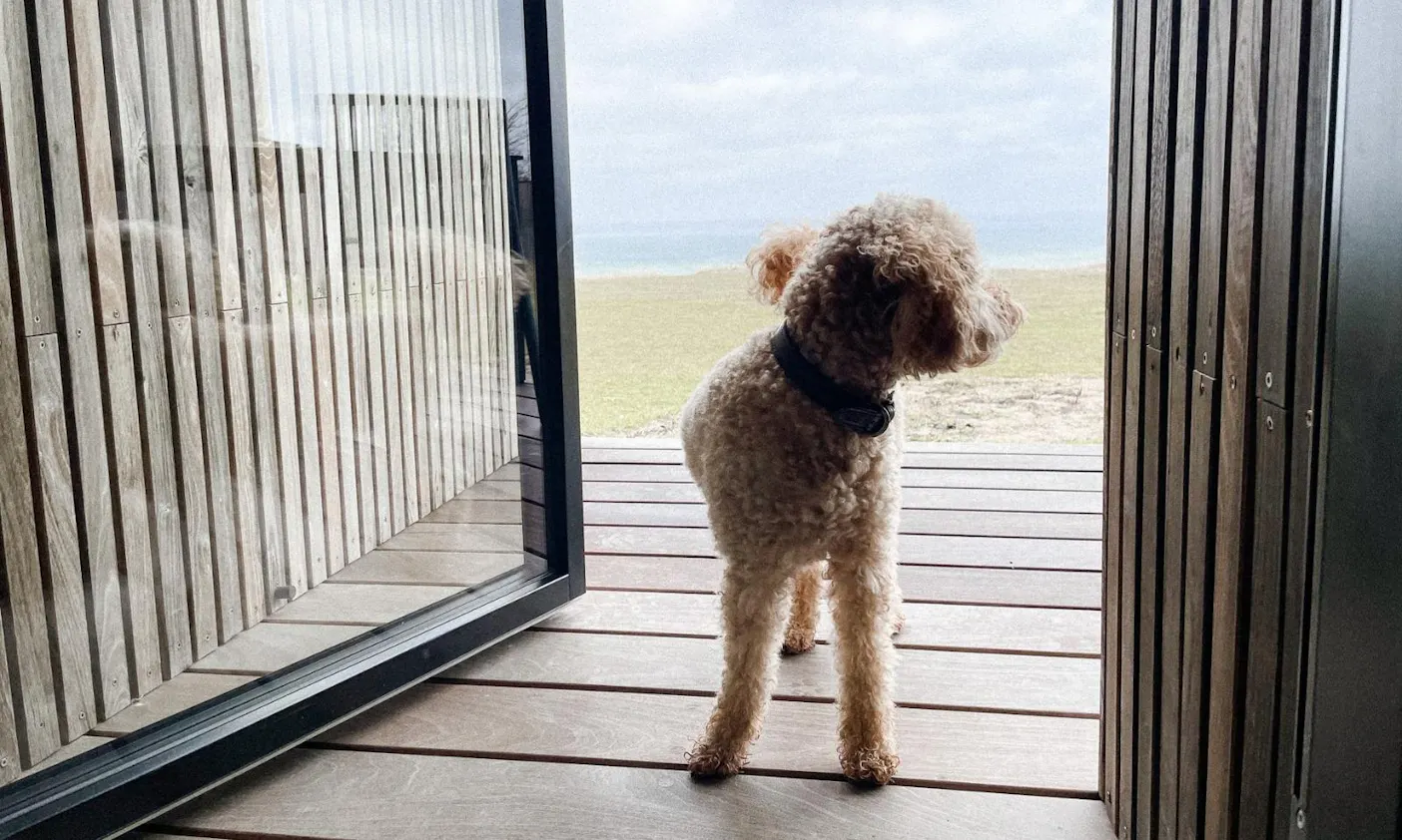 Bucket List mit Hund: Tiny Houses
