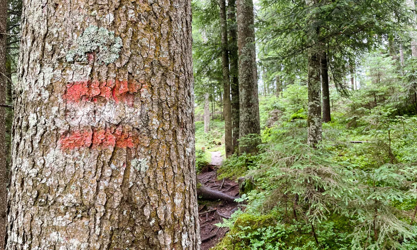 Wandern mit Hund am Wilden Kaiser: Wandern am Rehbachklamm