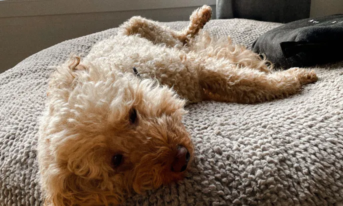 Pudel auf dem orthopädischen Hundebett von Frau Frauchen Wolke