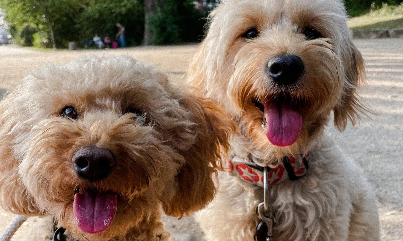 Goldendoodles