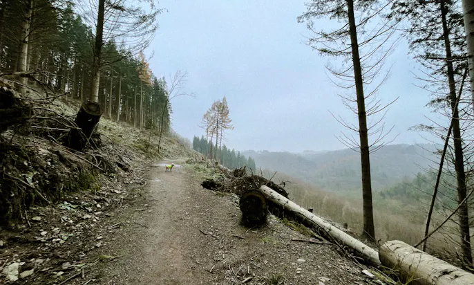 Bergischer Weg - Etappe: Von Gruiten bis nach Wuppertal Cronenberg