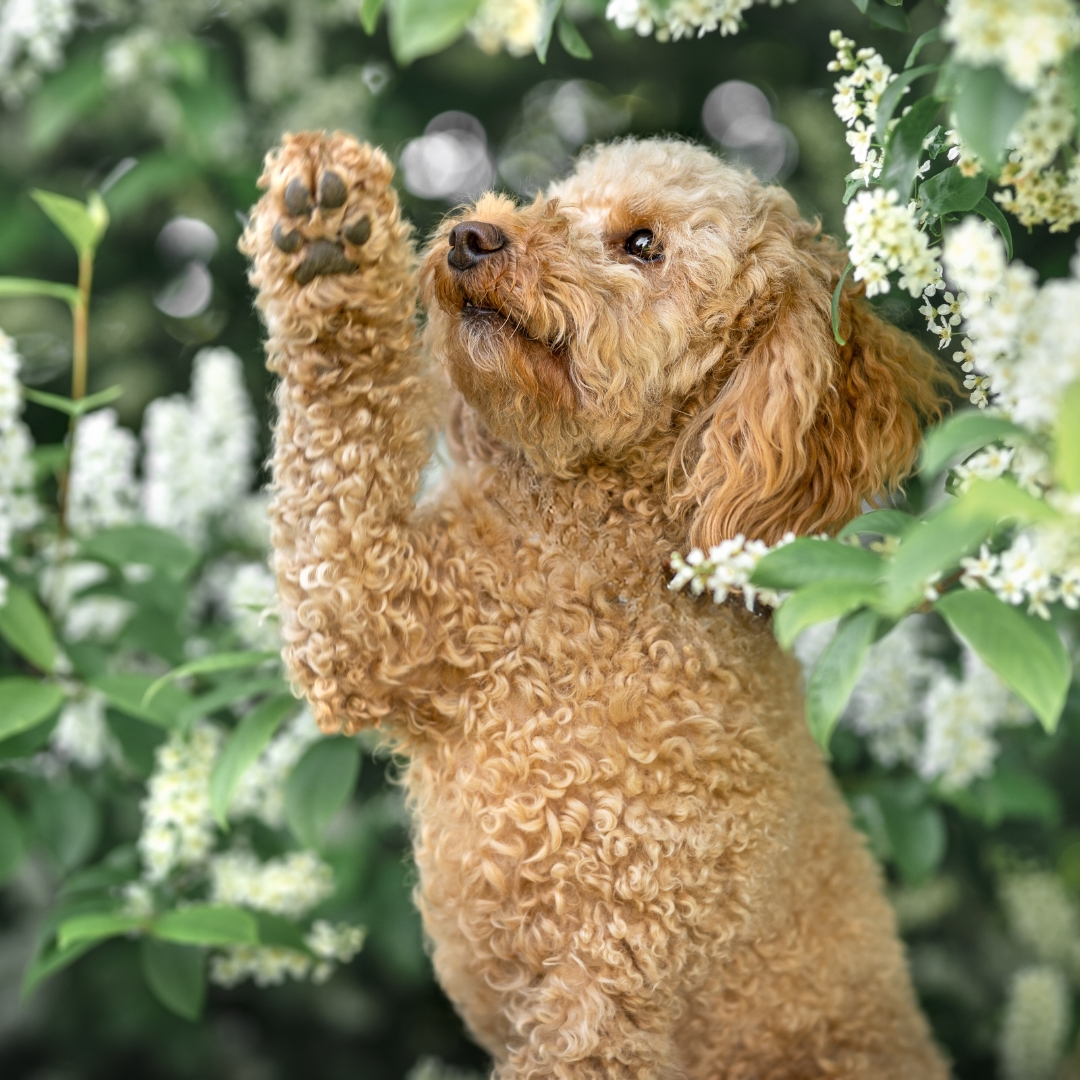 Pfotenabdruck verkleinern: Nachhaltig leben mit deinem Hund
