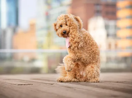 Hundefreundliche Sehenswürdigkeiten