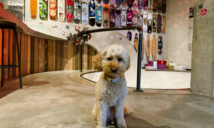 Hunderegeln im Hotel Bretterbude Büsum