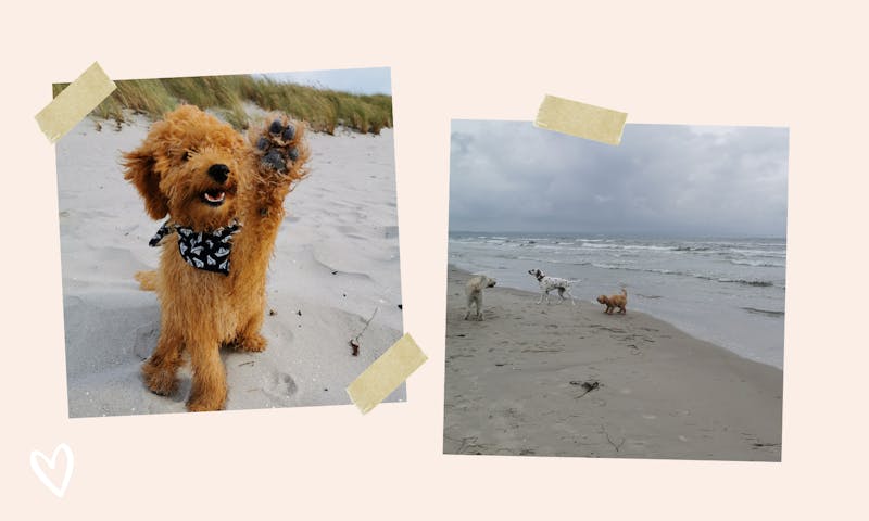 Urlaub auf Rügen mit Hund