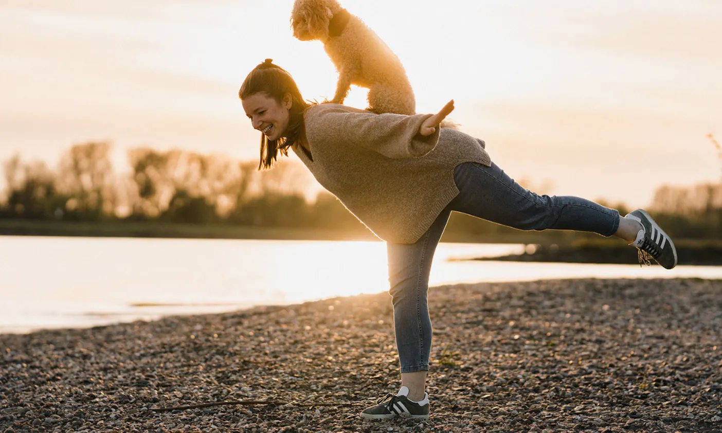 Goldendoodle macht Hundetrick auf dem Rücken