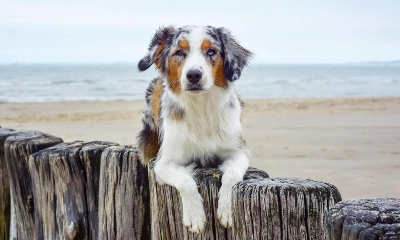 Nieuwvliet-Bad Zeeland mit Hund