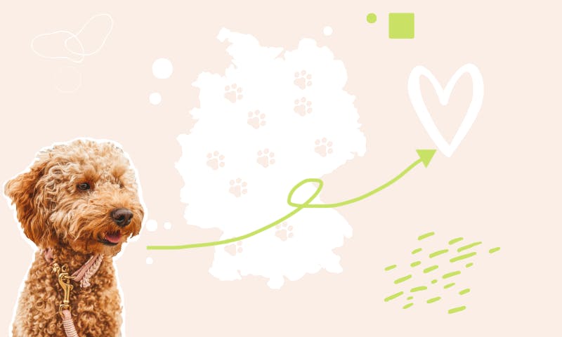 10 schöne Regionen in Deutschland mit Hund