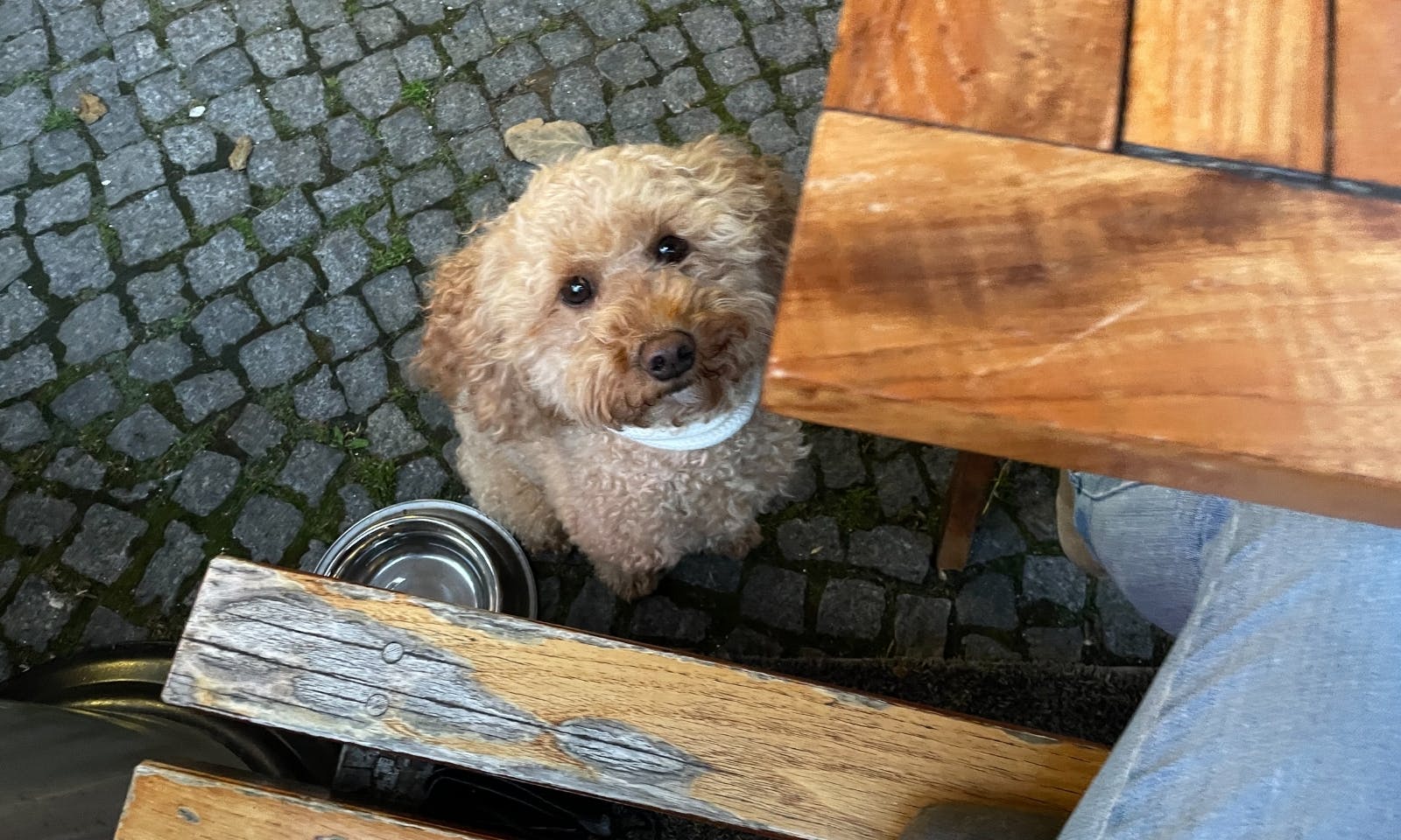 Hundefreundliche Restaurant Sylt: Ingo Wilms in Westerland