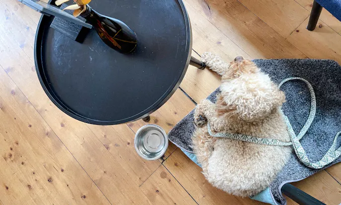 Brot & Stühle mit Hund