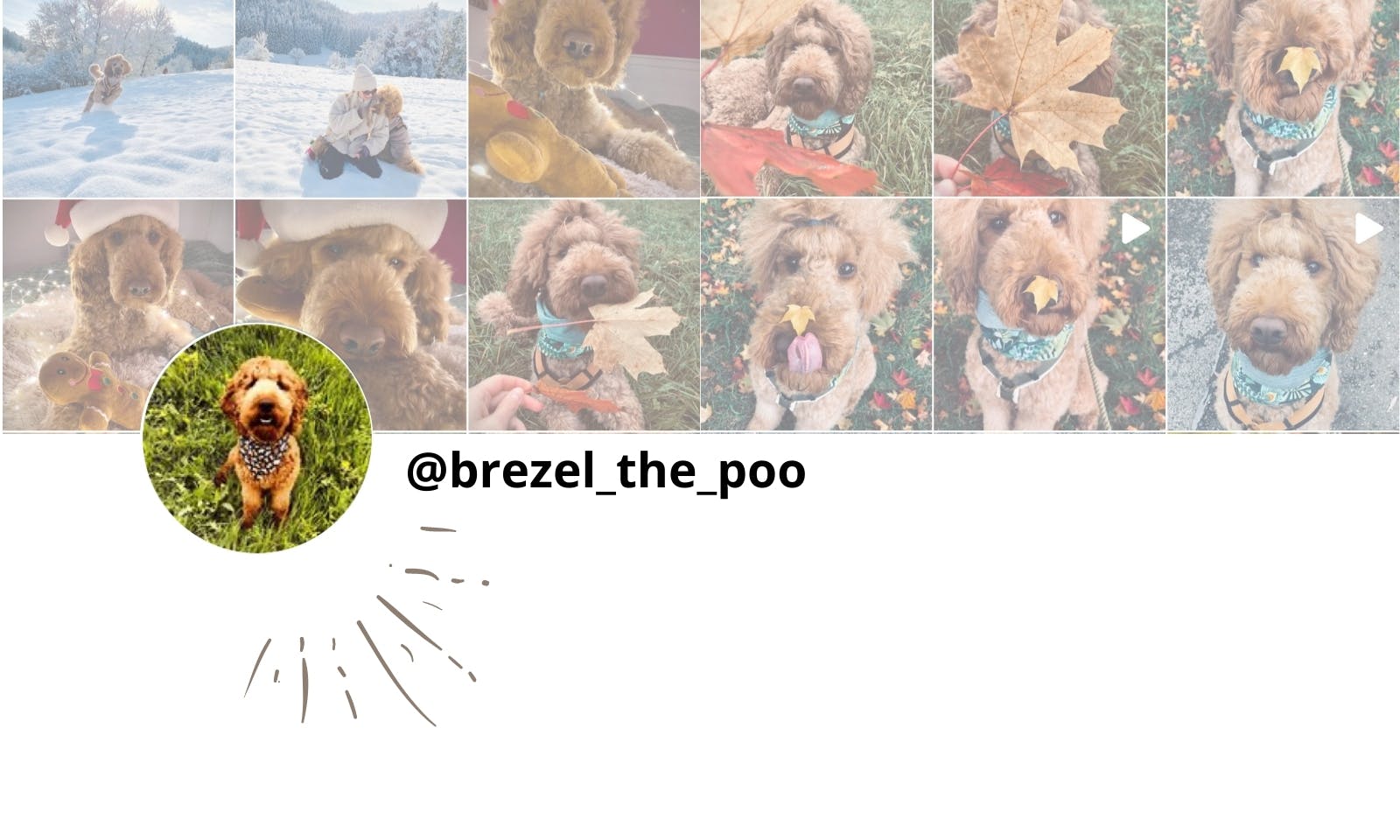 Petfluencer Pudel Instagram Brezel
